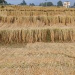 ओखलढुंगामा यस वर्ष धान उत्पादन बढ्यो