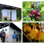 अब फलफुल सड्ने छैन: सोलुखुम्बुमा सुरक्षित भण्डारणको सुविधा