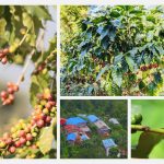 ओखलढुंगाका युवाले देखे कफिमा सम्भावना, डेढ सय रोपनीमा विस्तार